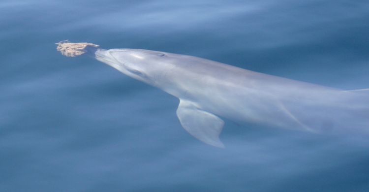 © Dolphin Innovation Project, Useless Loop, Australia