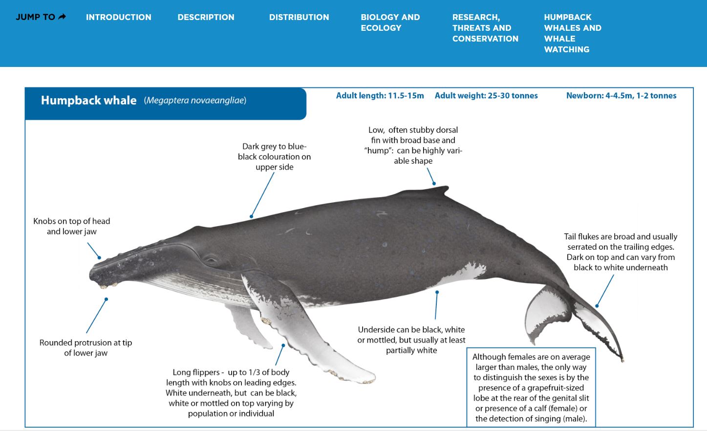 Humpback Whale species illustration ©  International Whaling Commission