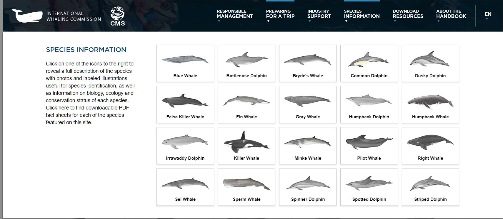 Species information ©  International Whaling Commission