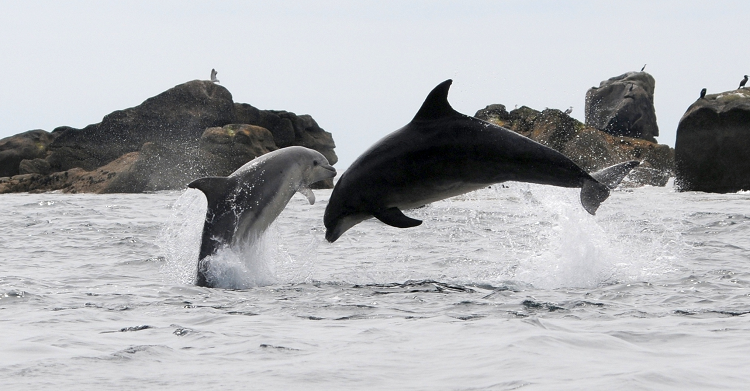Bottlenose Dolphins. © Fabien Boileau, Office Français de la Biodiversité